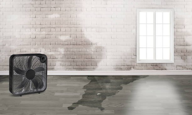Best Water damage restoration near me  in Thatcher, AZ
